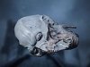 Ancientvampirehead.jpg Ancientvampirehead.jpg
