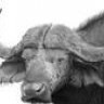SumoBuffalo