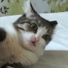 CatTrivia