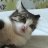 CatTrivia